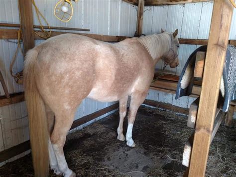 Height (hh) 14. . Horses for sale in wisconsin